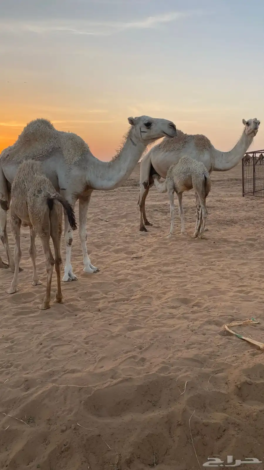 عشاير وضحى هديات 1