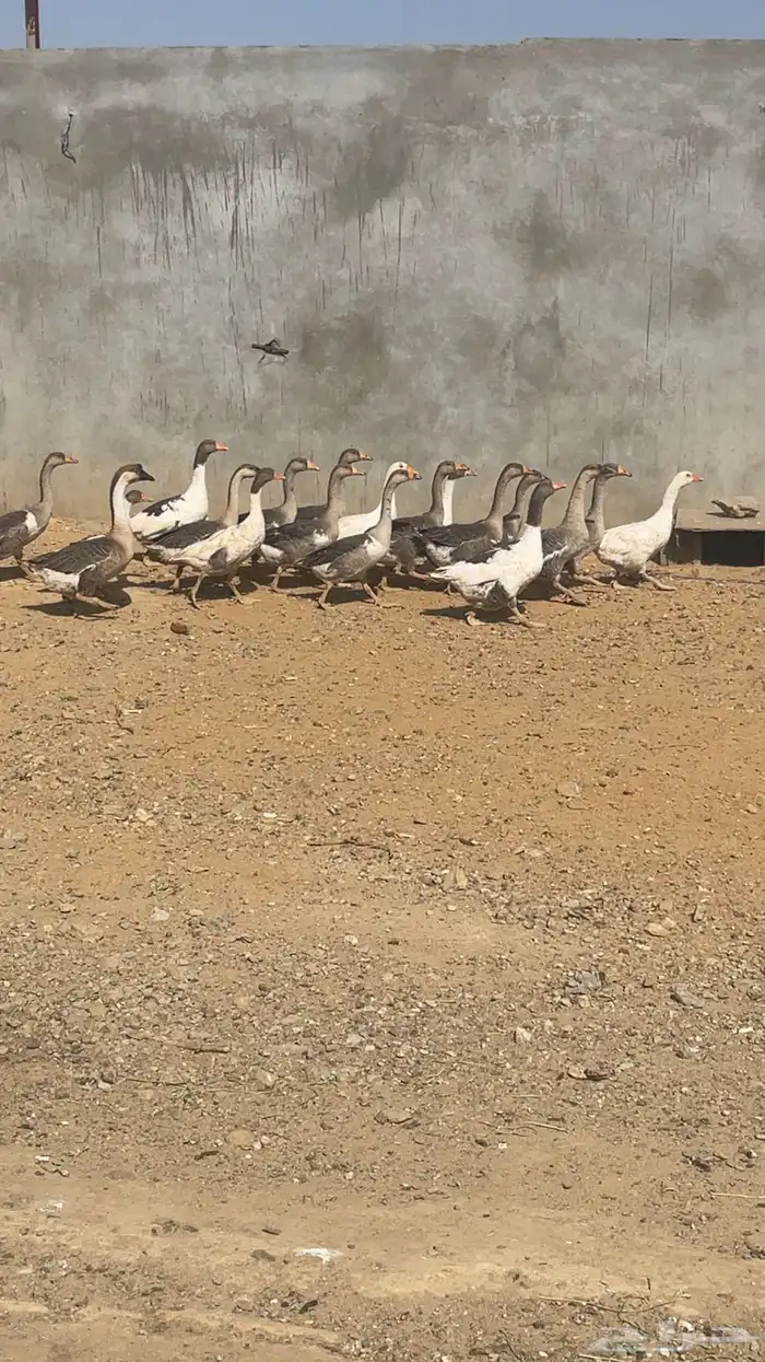 بط ووز 1