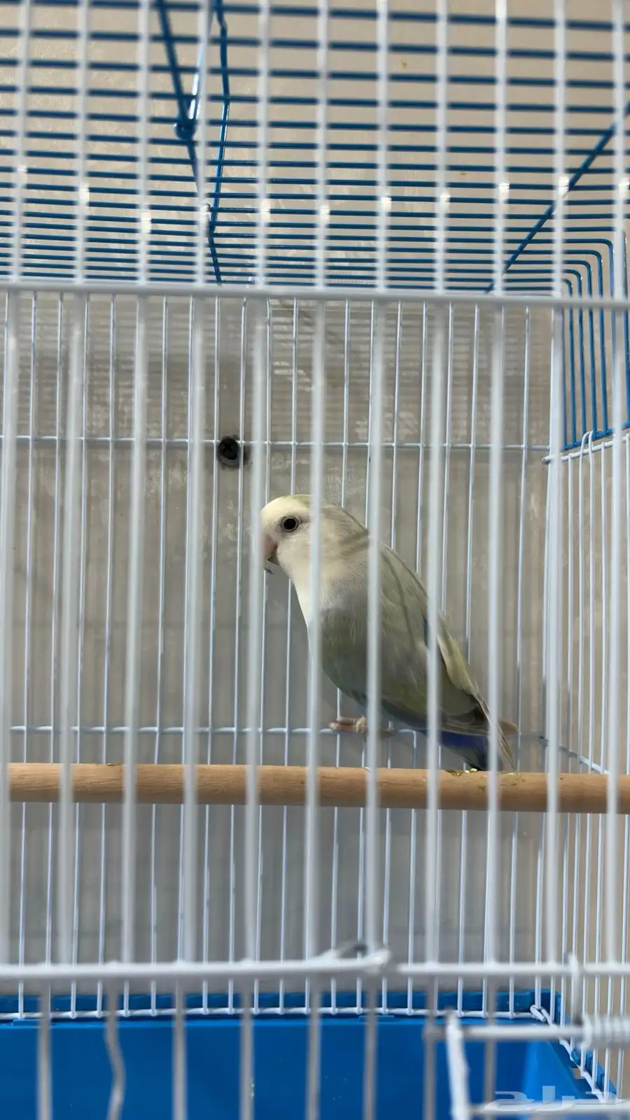 عصفور روز للبيع 0