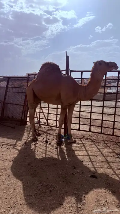 قعود عوادي 1