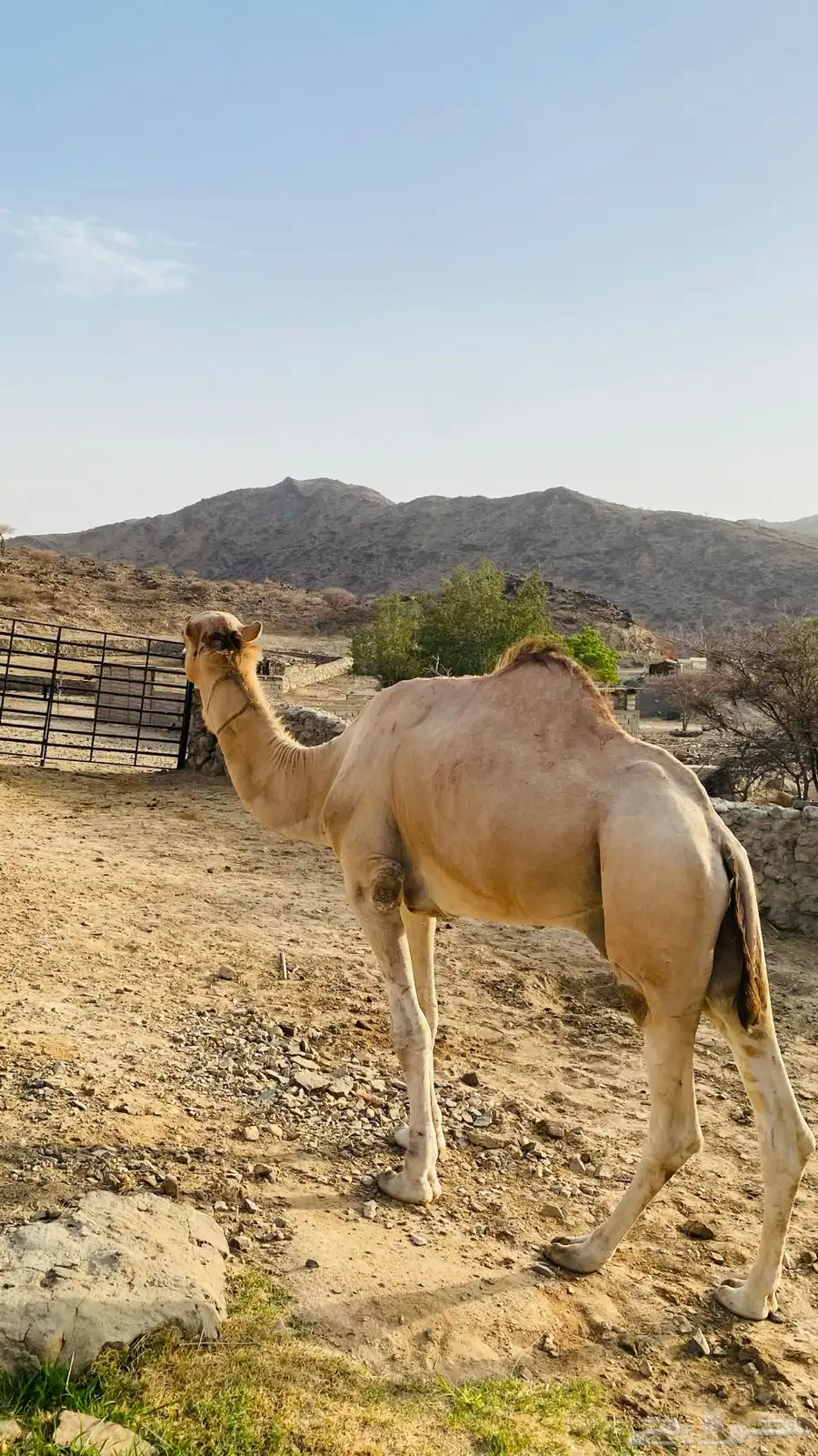 بعير للبيع 3
