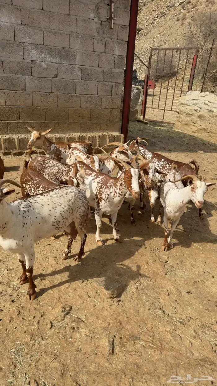 معزا دهم مرخ فواخر 8