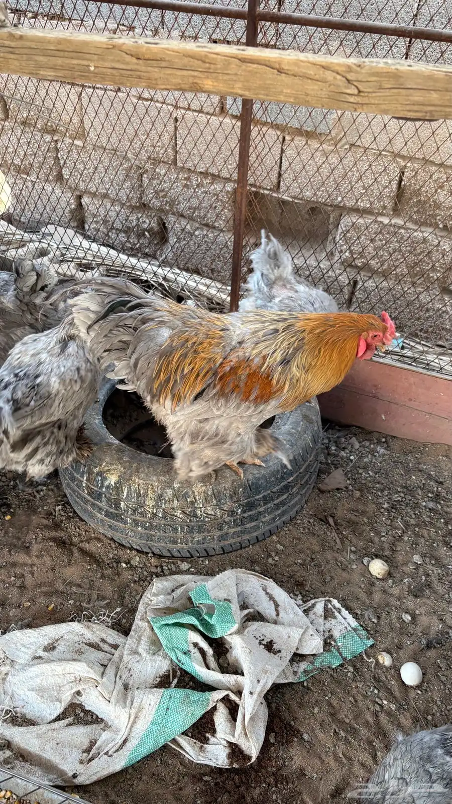دجاج براهما 1