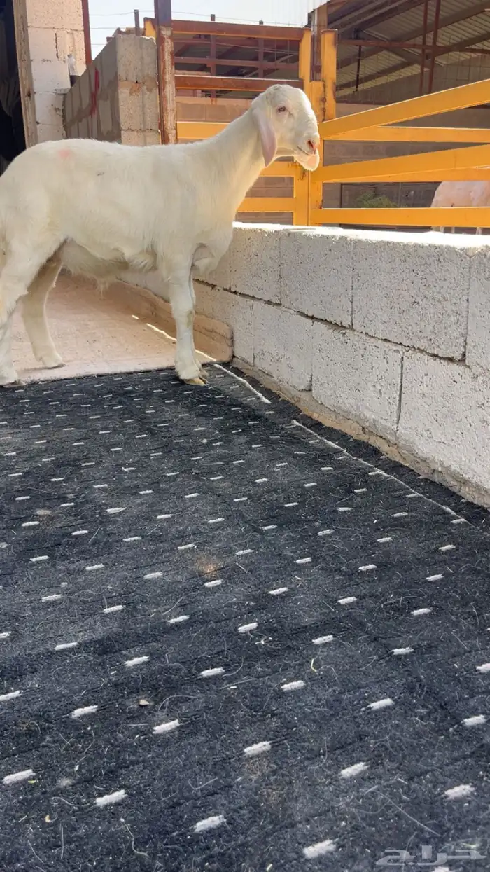 مشروع فحل حري 1