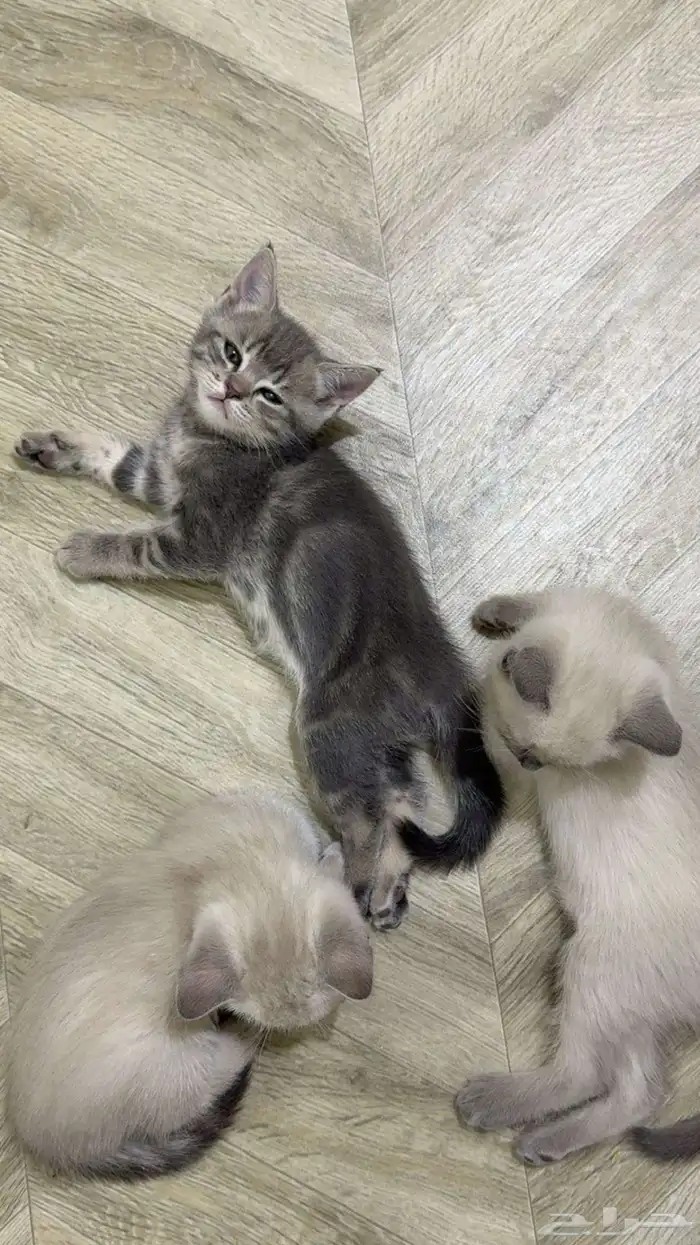 قطط بيع 2