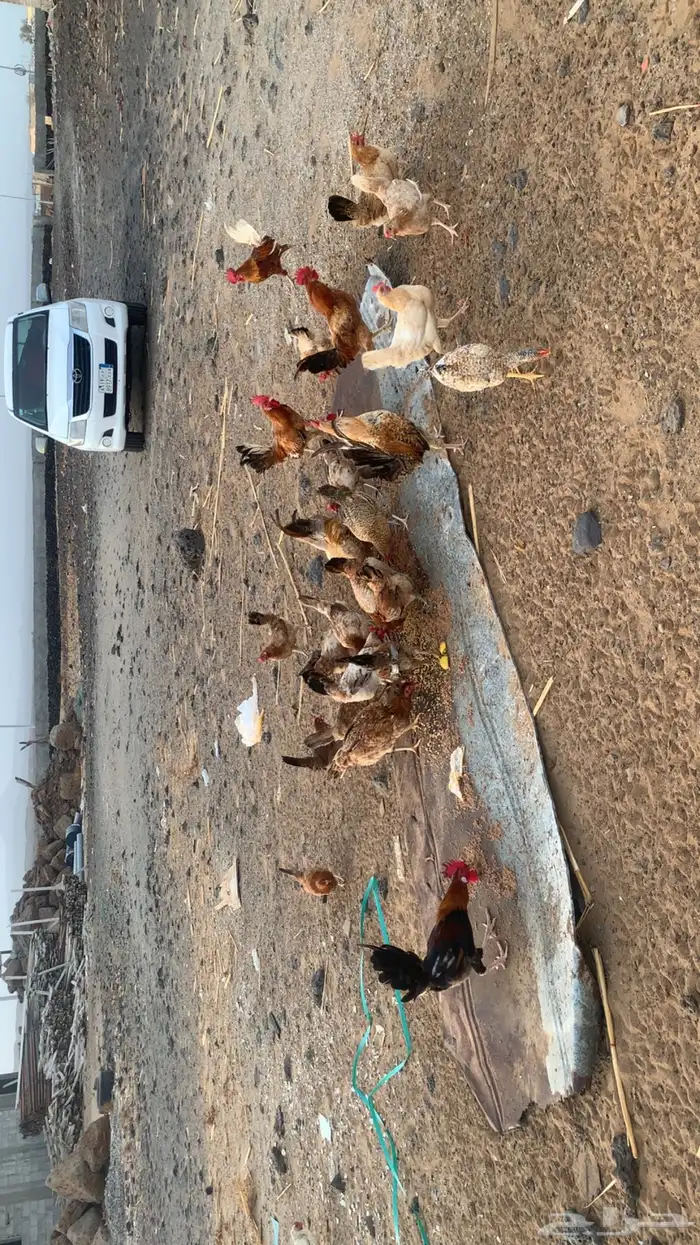 دجاج 0