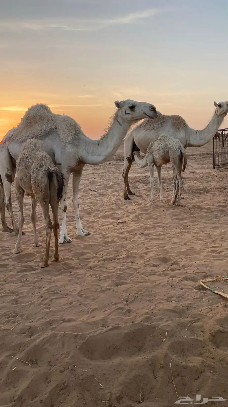 عشاير وضحى هديات 0