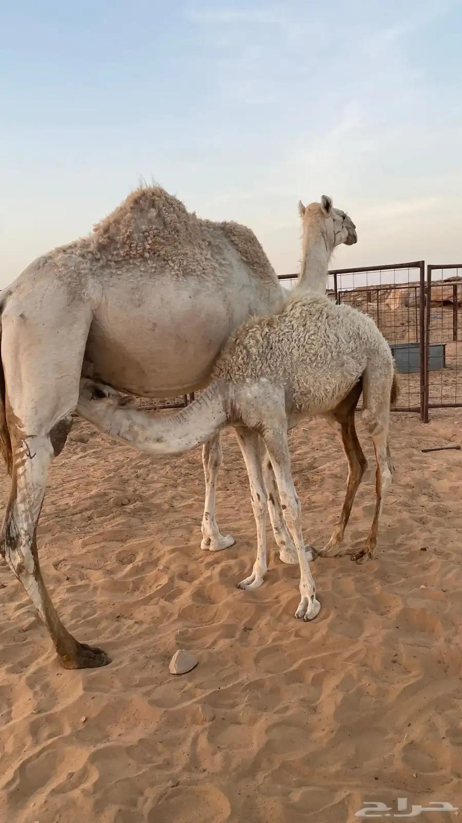 عشاير وضحى هديات 7