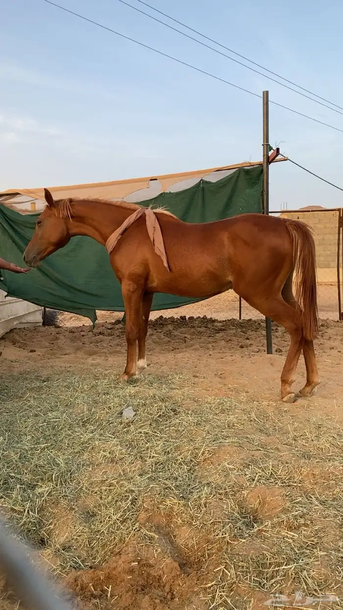 مهر الأب مورسدس 0