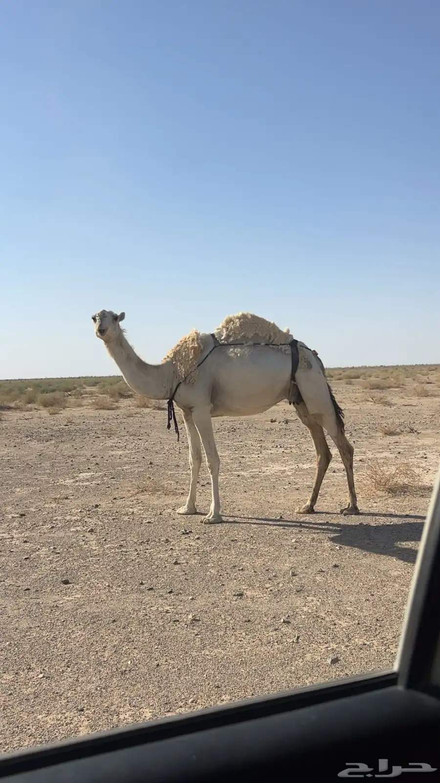 للبيع ضروبه عشراء 2