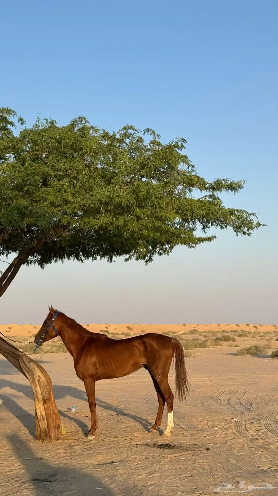 حصان شعبي للبيع 1