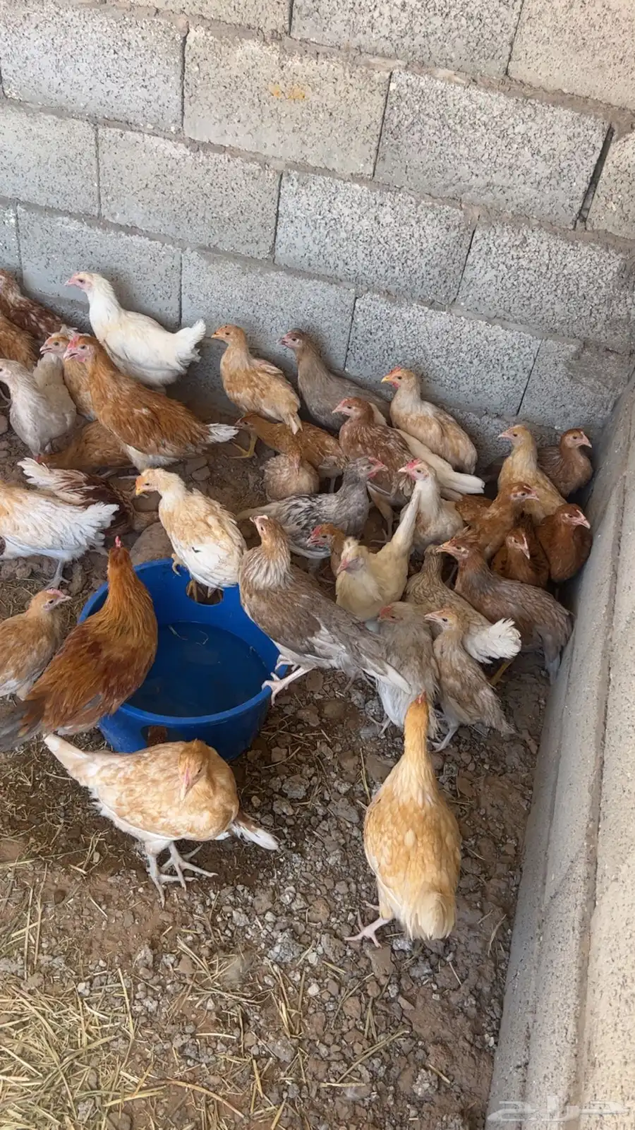فروخ دجاج 4