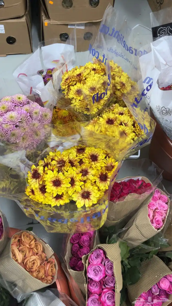 ورود جمله 14