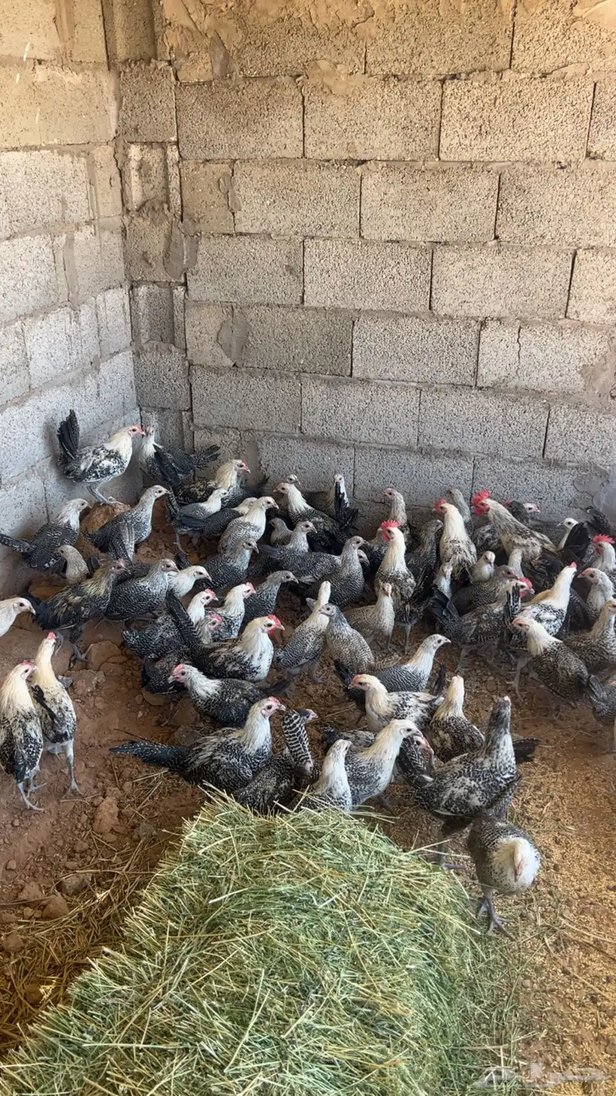 فروخ دجاج 0
