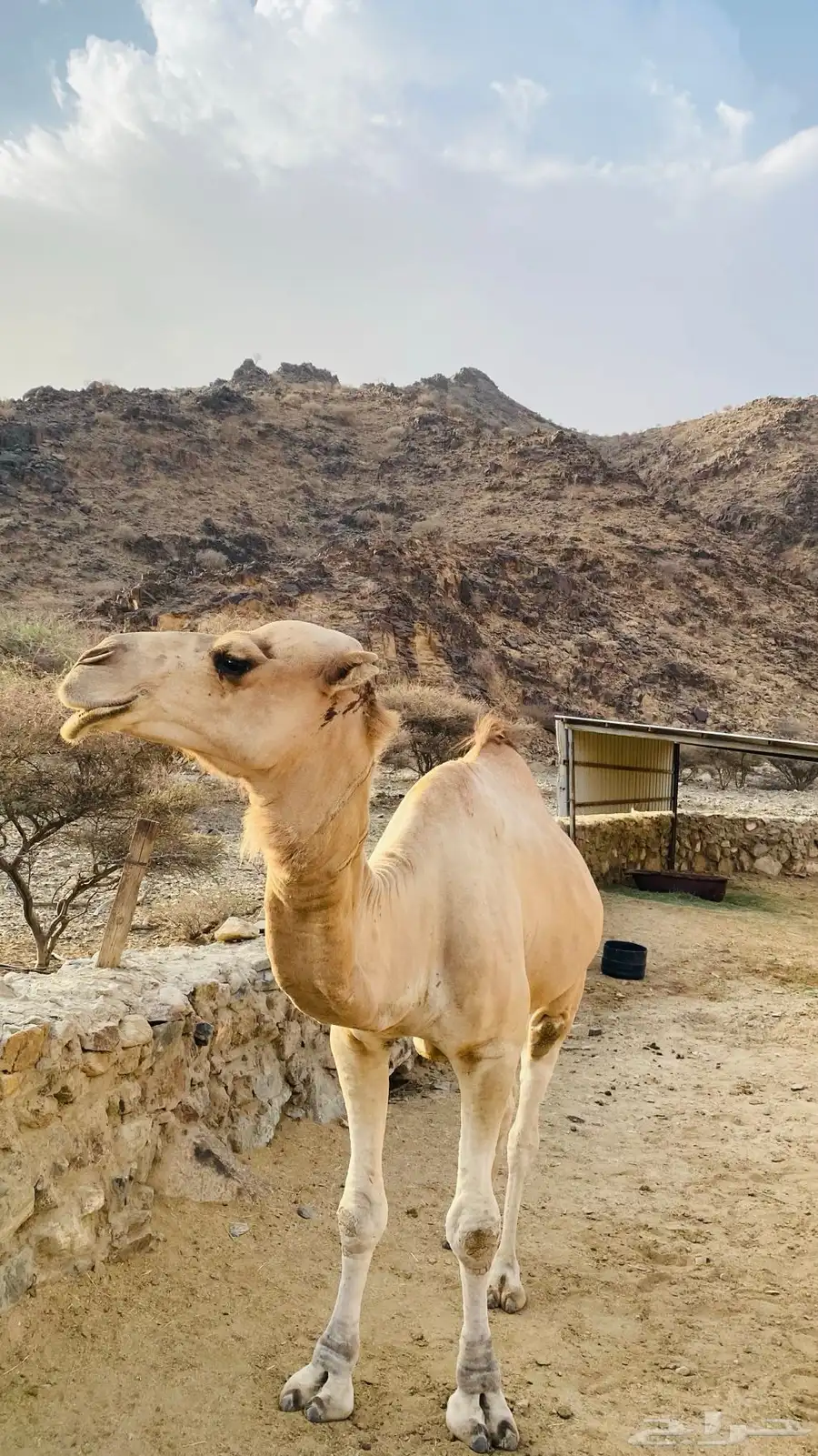 بعير للبيع 1