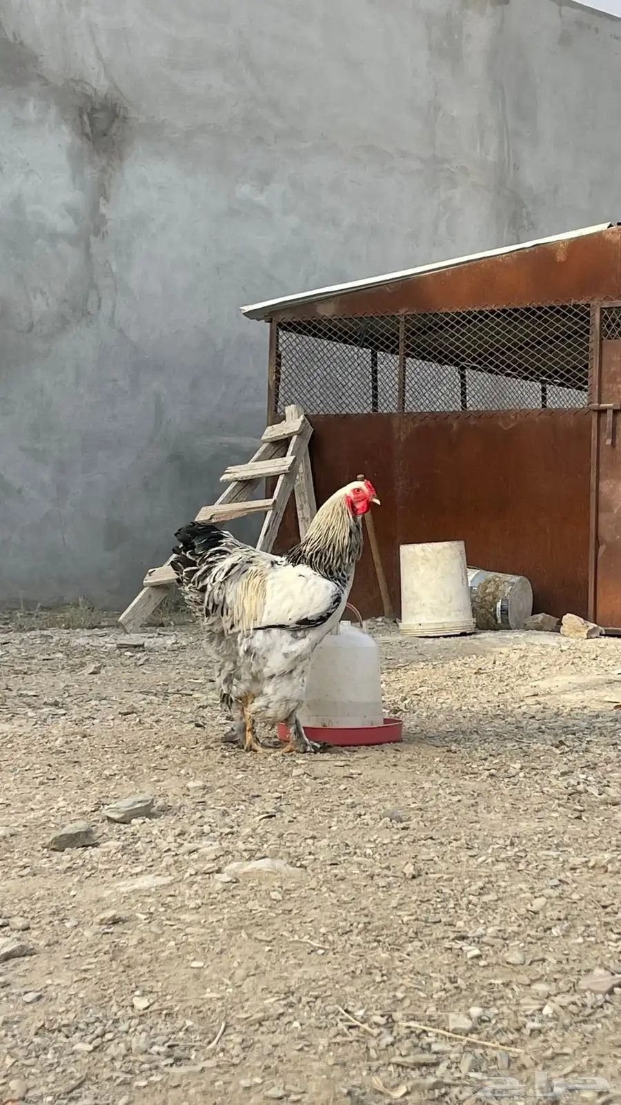 ديك براهما كولمبي اصيل 2