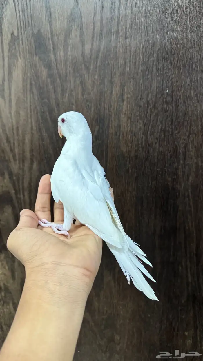 للبيع دره البينو نهايه فطام (( تم البيع )) 0