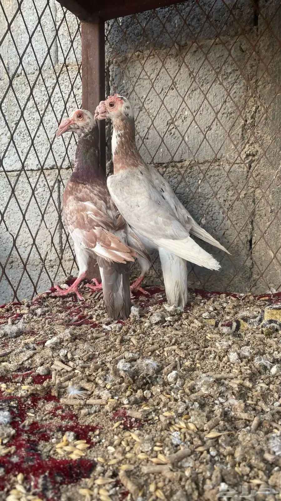 حمام شامي 11