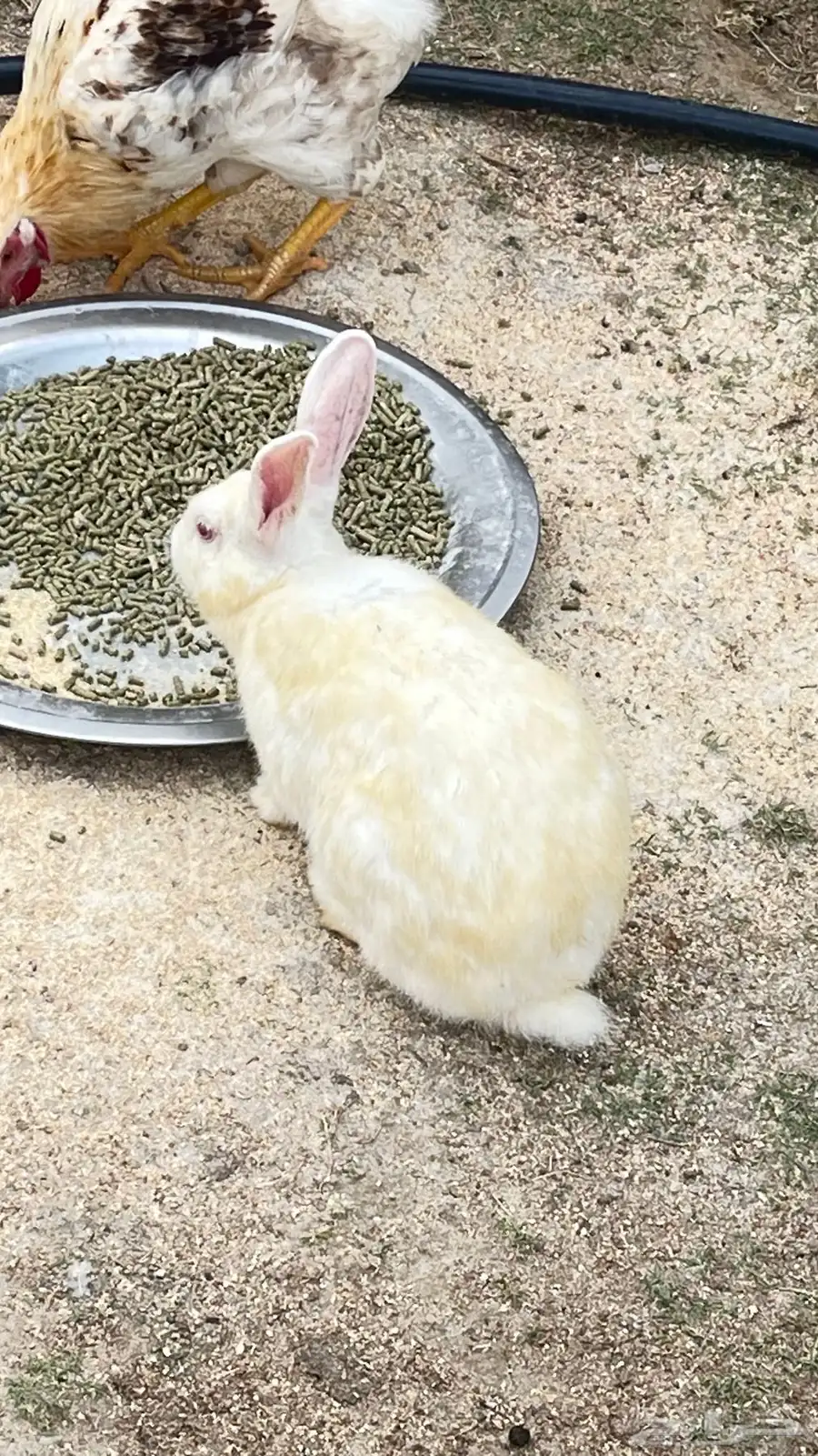 ارانب فرنسي 3