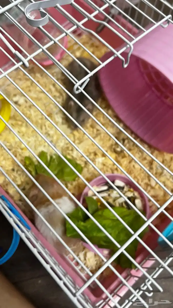 هامسترين ذكر وانثى ب200مع كامل أغراضهم واكلهم وخشبهم 0