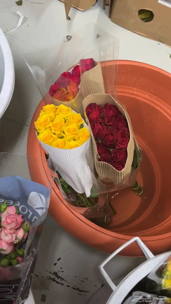 ورود جمله 11