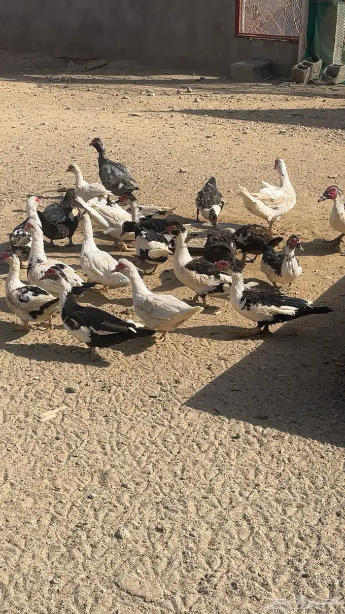 بط ووز 0