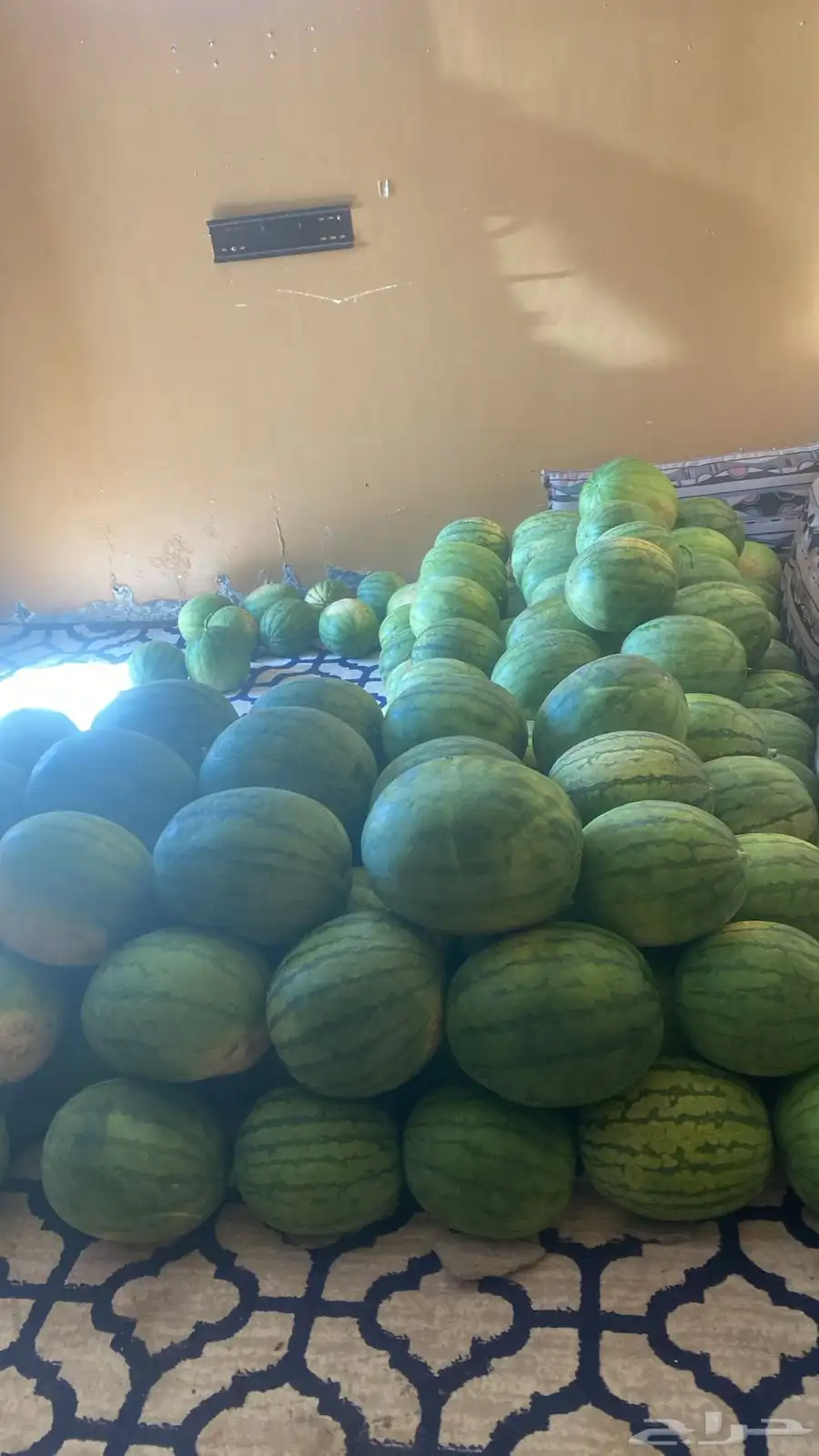 بطيخ. تيماء بوهان 1