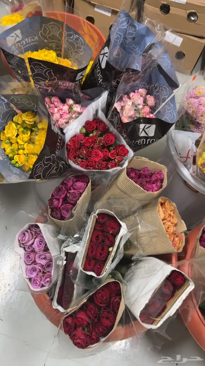 ورود جمله 15