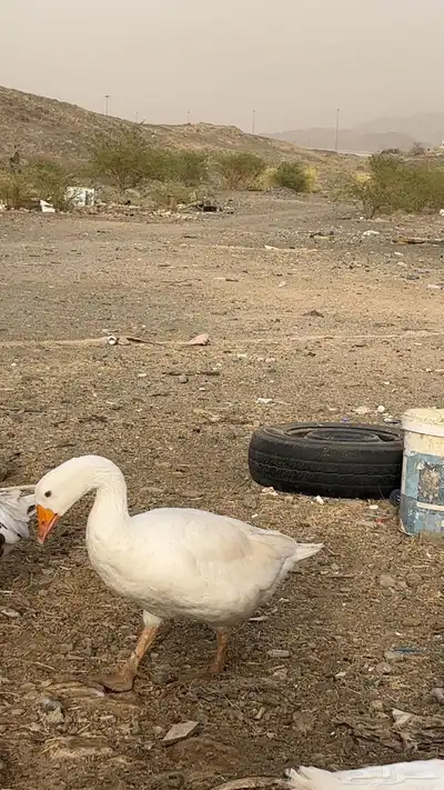 جوز وز للبيع 1