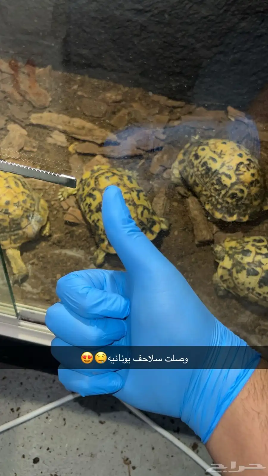 سلاحف يونانية   سلاحف نجمية 0