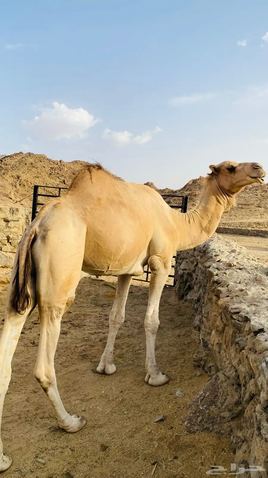 بعير للبيع 0