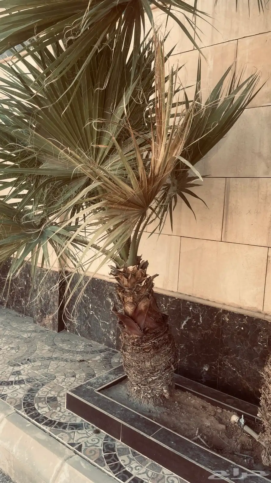 نخل امريكي للبيع عمر 8 سنوات جذع كبير 2