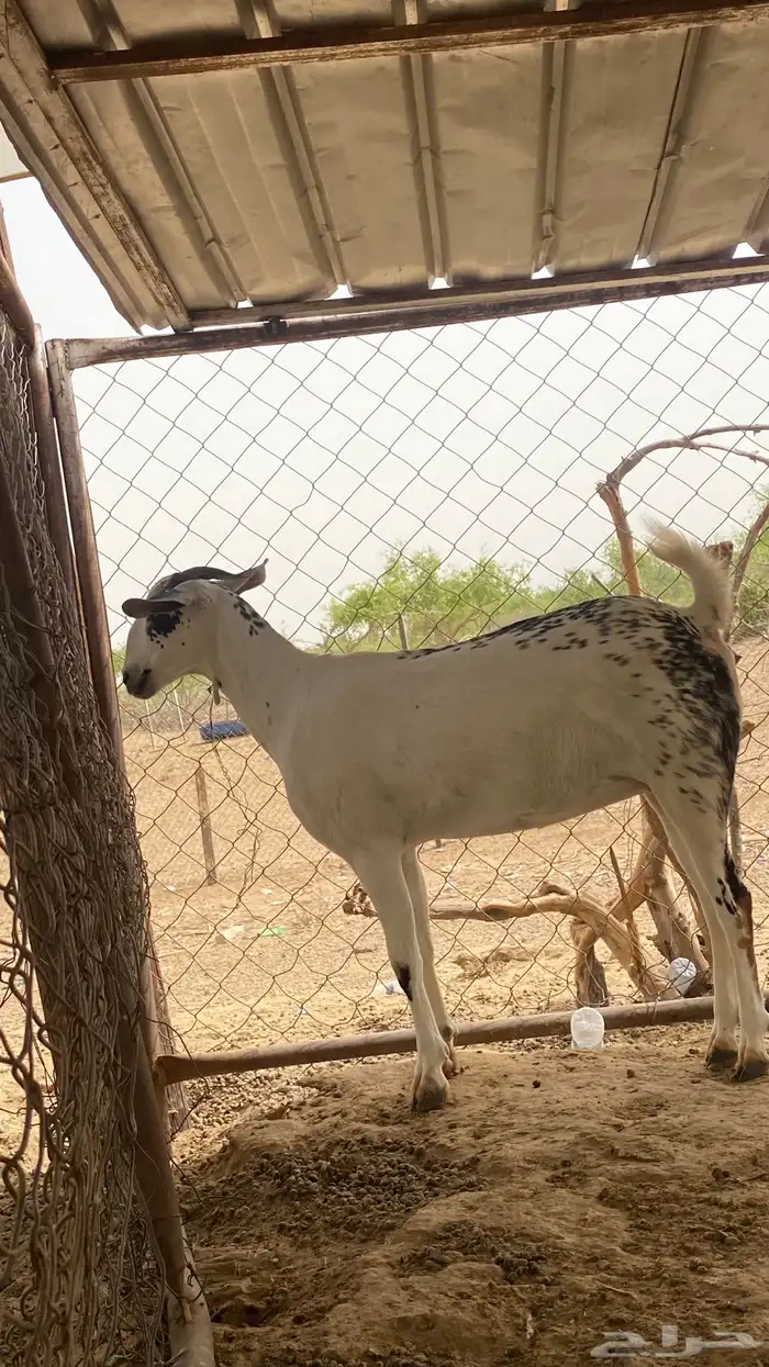 عنز مسلبه جدعيه 10