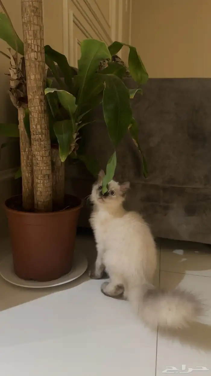 بيع قطه عمرها 4 شهور 3