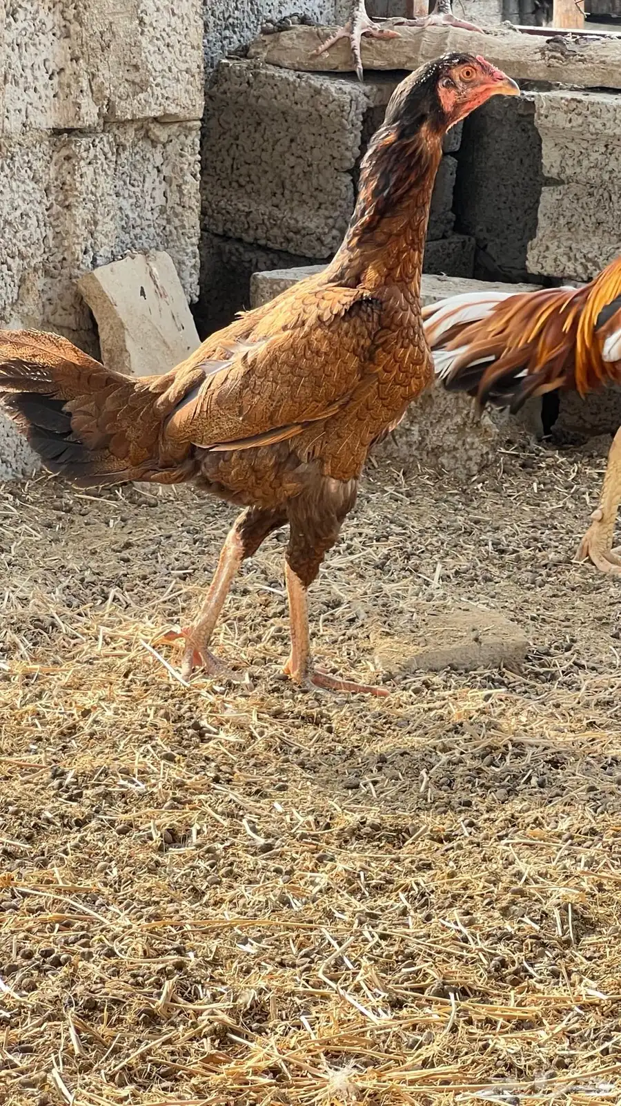 دجاج سندي 4