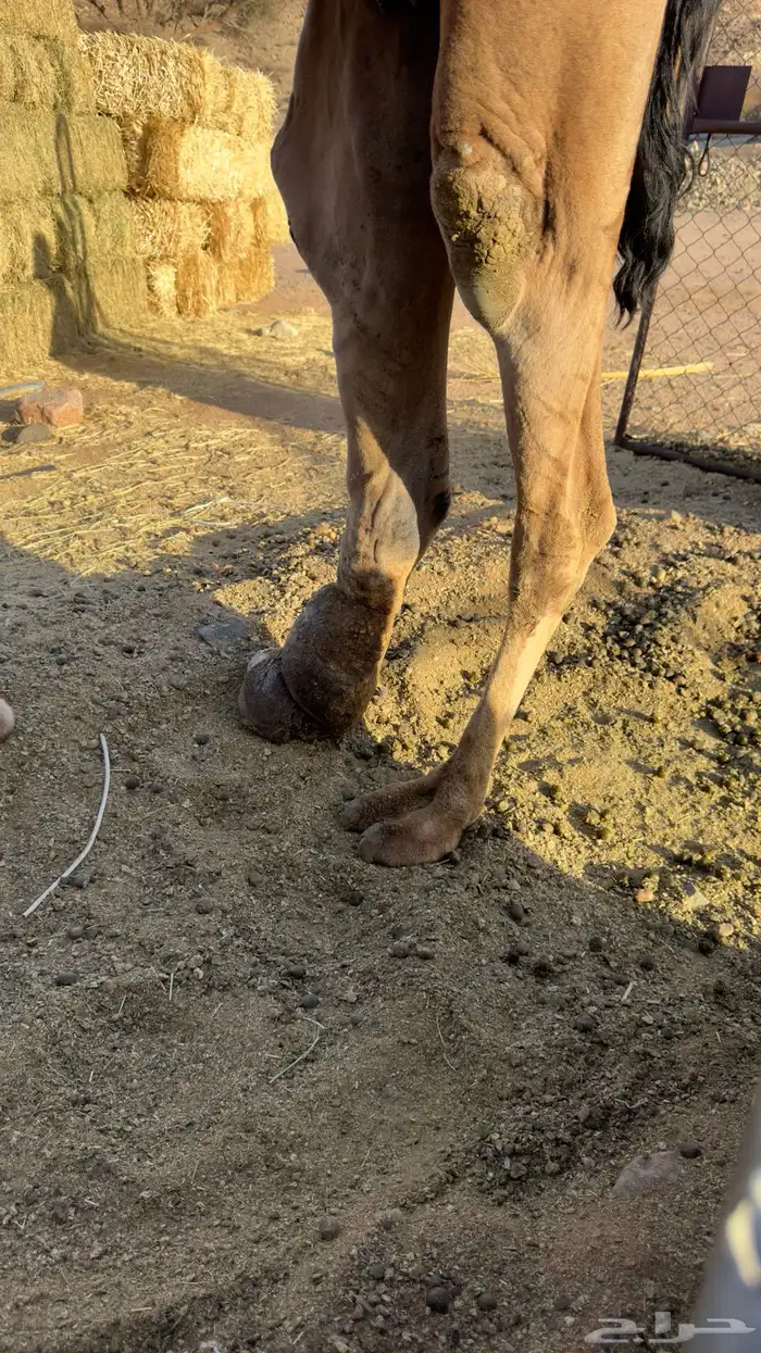 للبيع ناقه حمراء(تم البيع ) 6