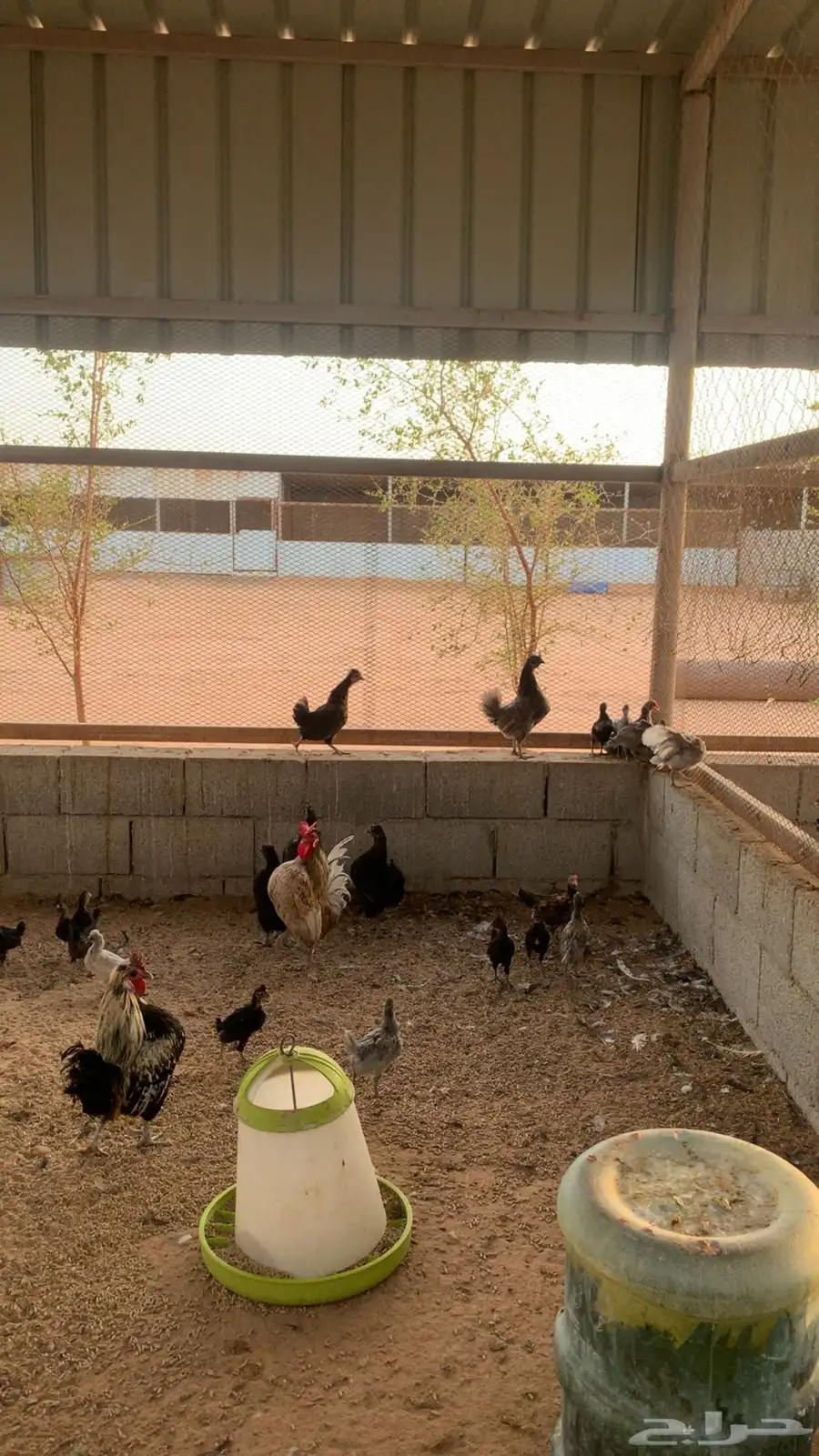 دجاج عربي بلدي و كويتي هزاز 0