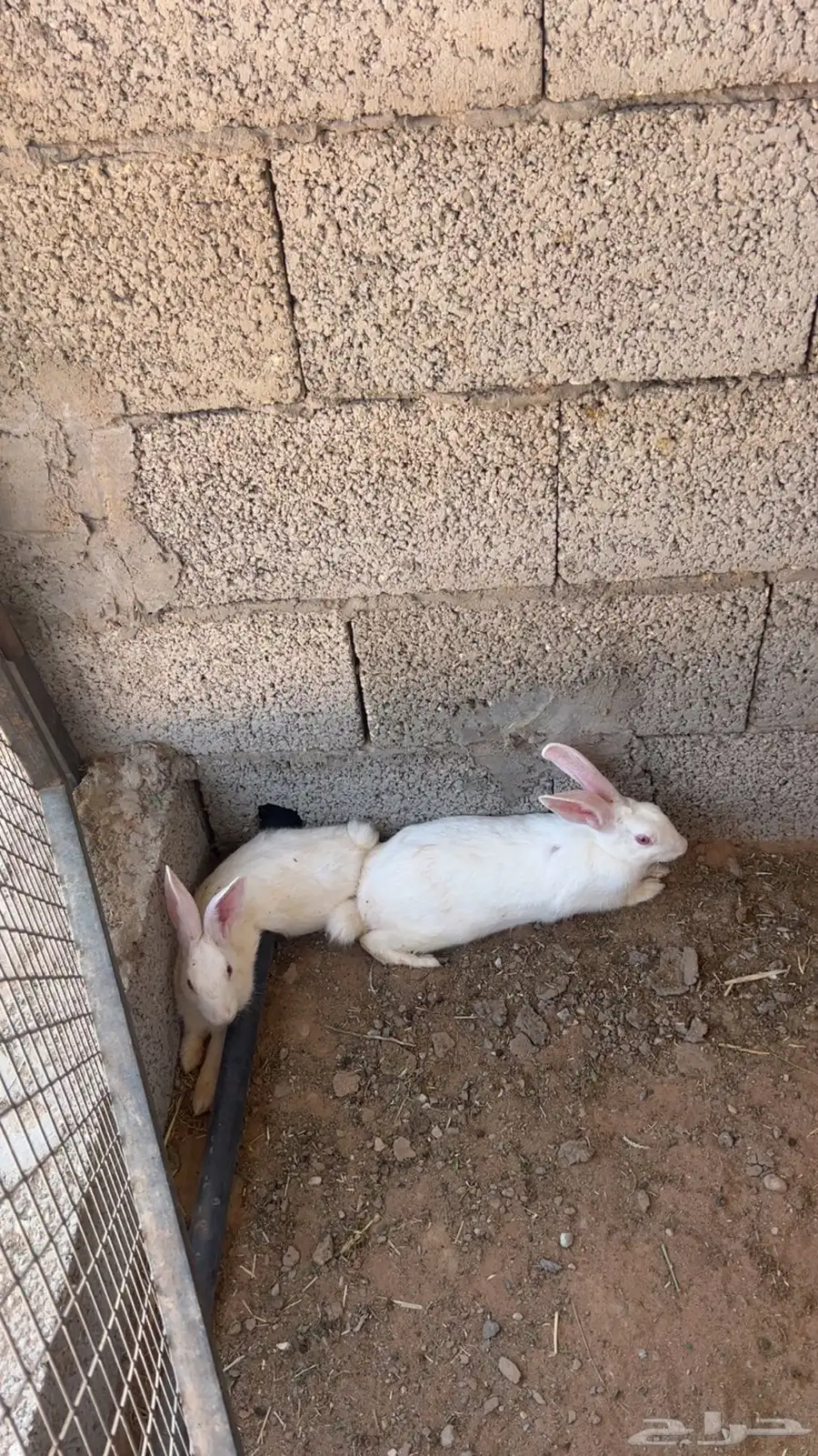 فروخ دجاج 6