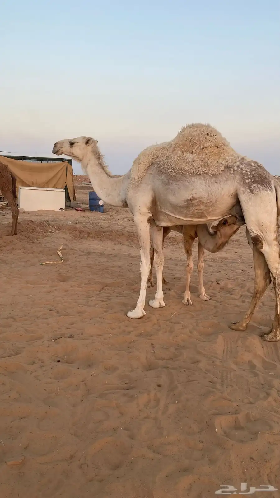 عشاير وضحى هديات 6