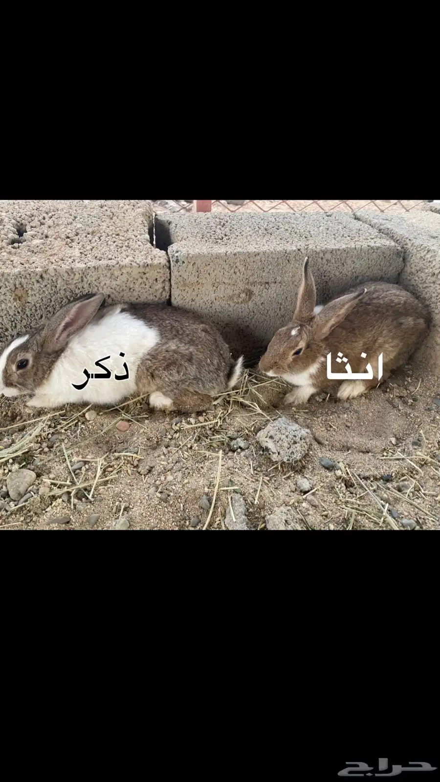 أرانب للبيع 0