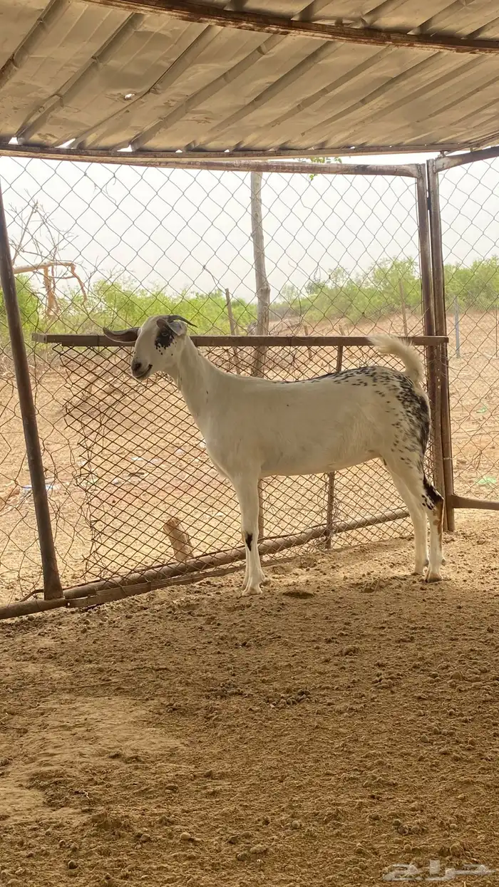 عنز مسلبه جدعيه 11
