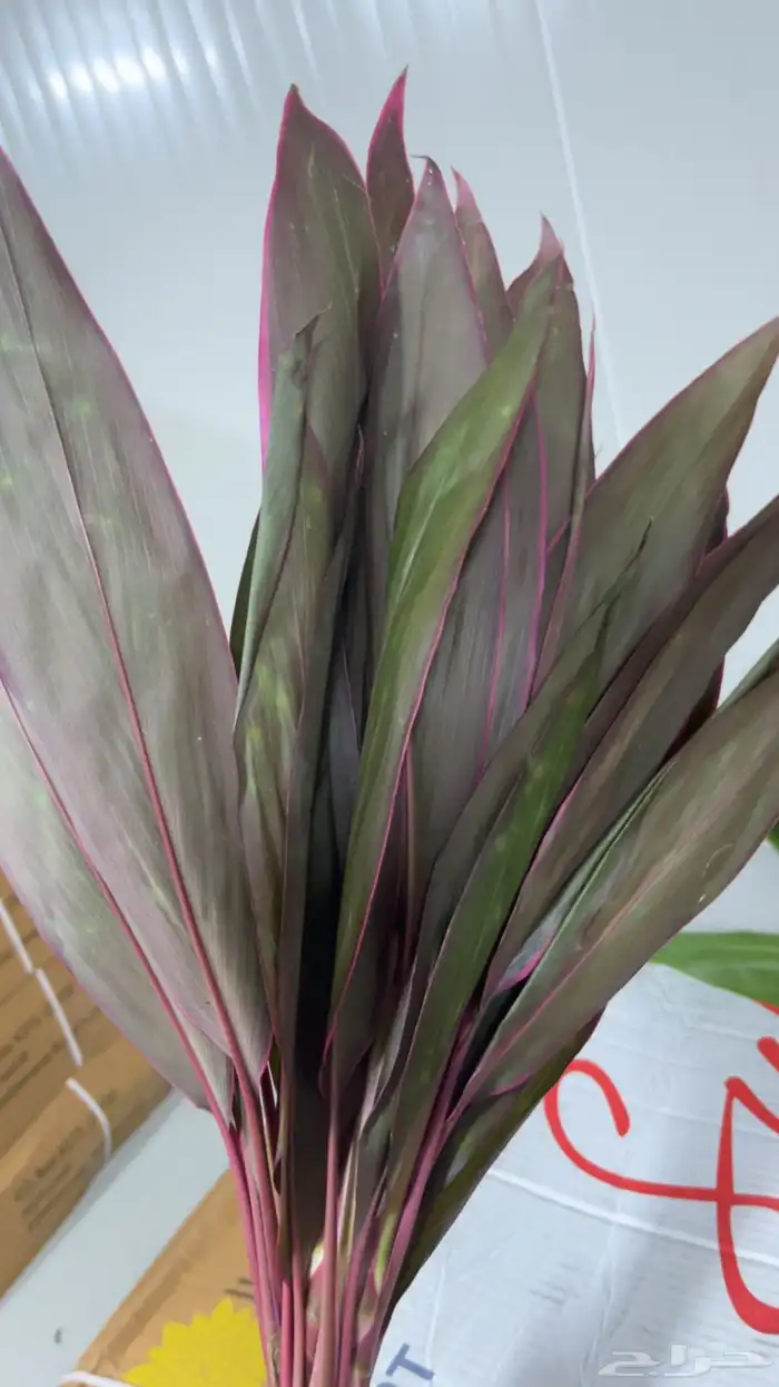 ورود جمله 10