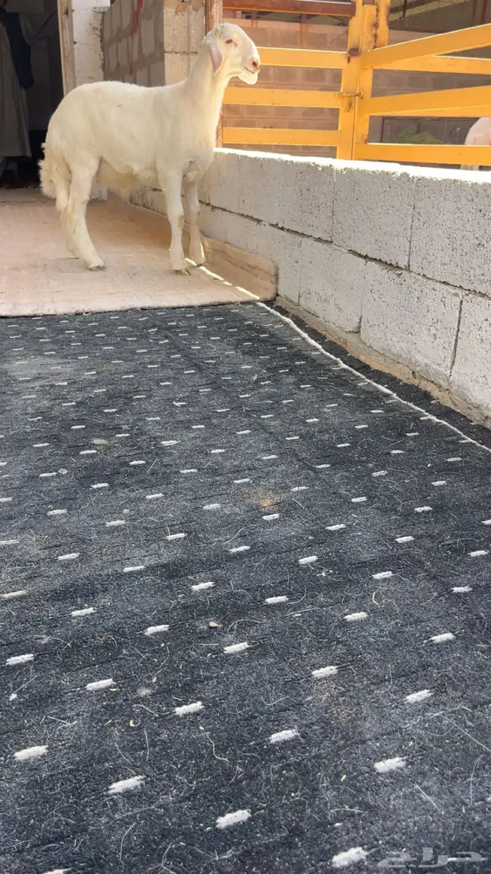 مشروع فحل حري 0