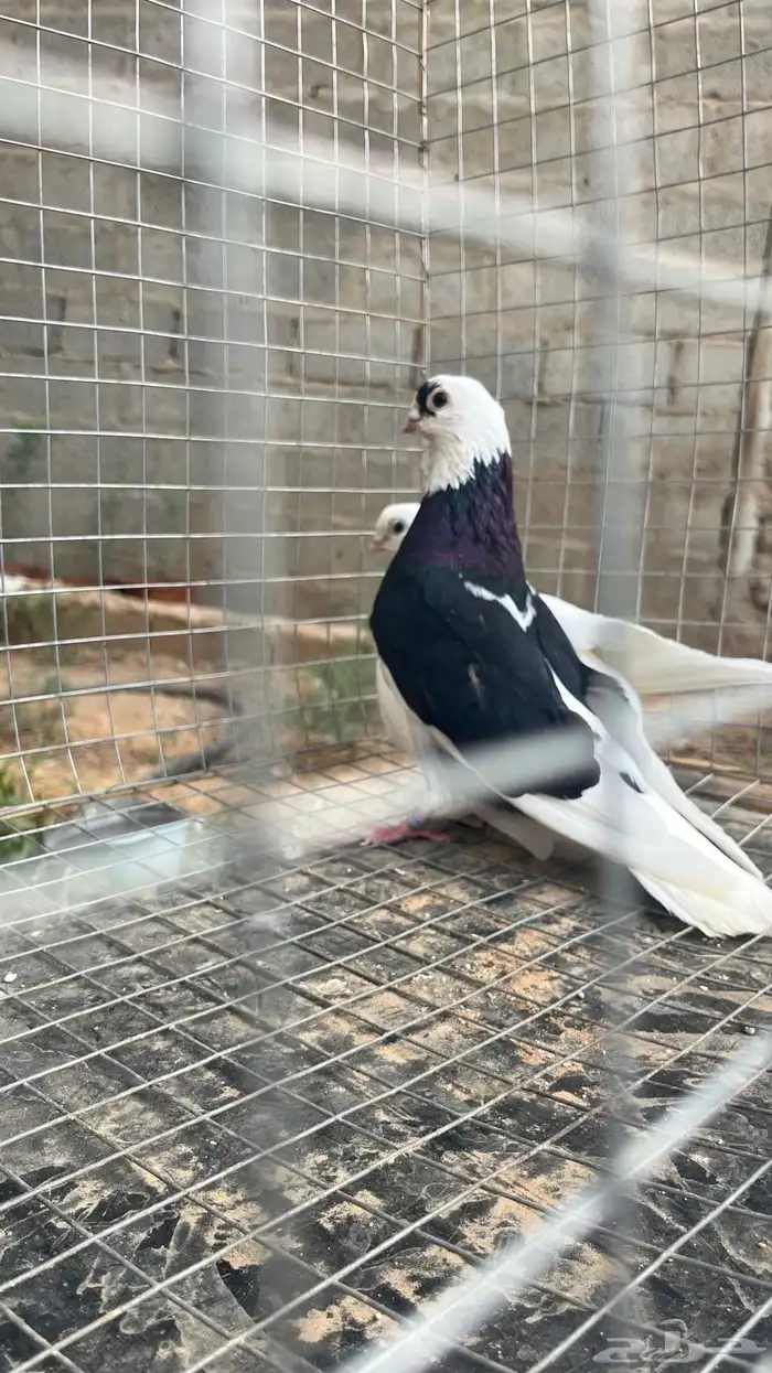حمام قندي-اقبل البدل 7