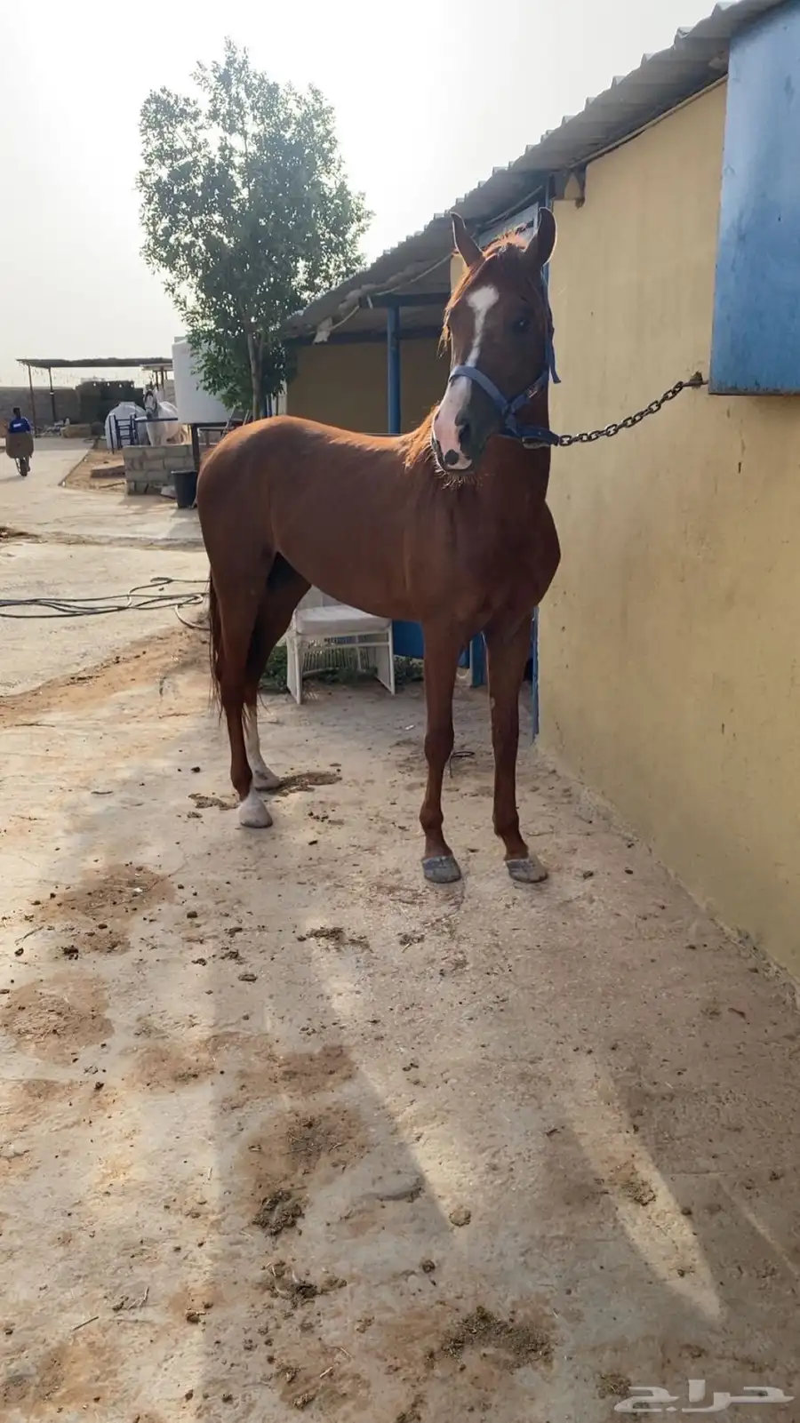 حصان شعبي للبيع 0