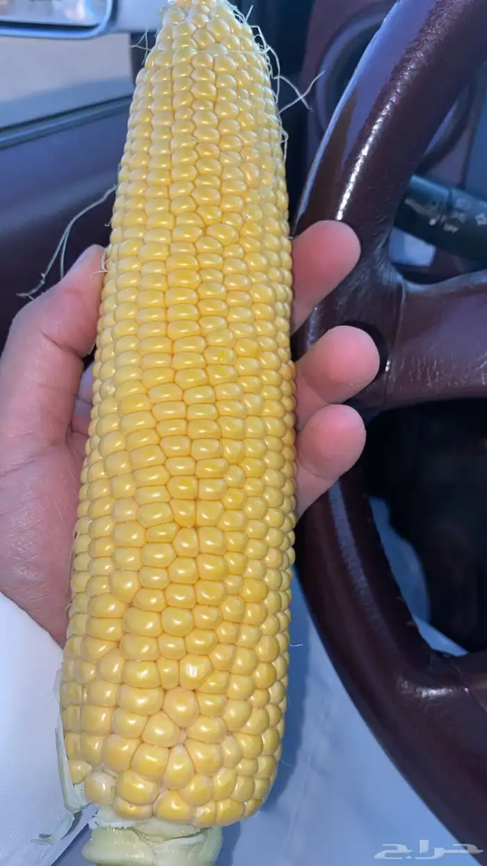 حبش سكري ذره 1