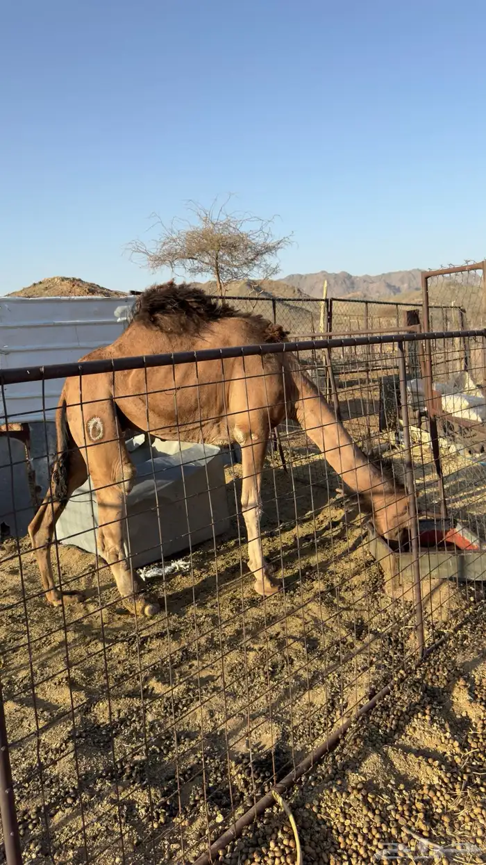 للبيع ناقه حمراء(تم البيع ) 1