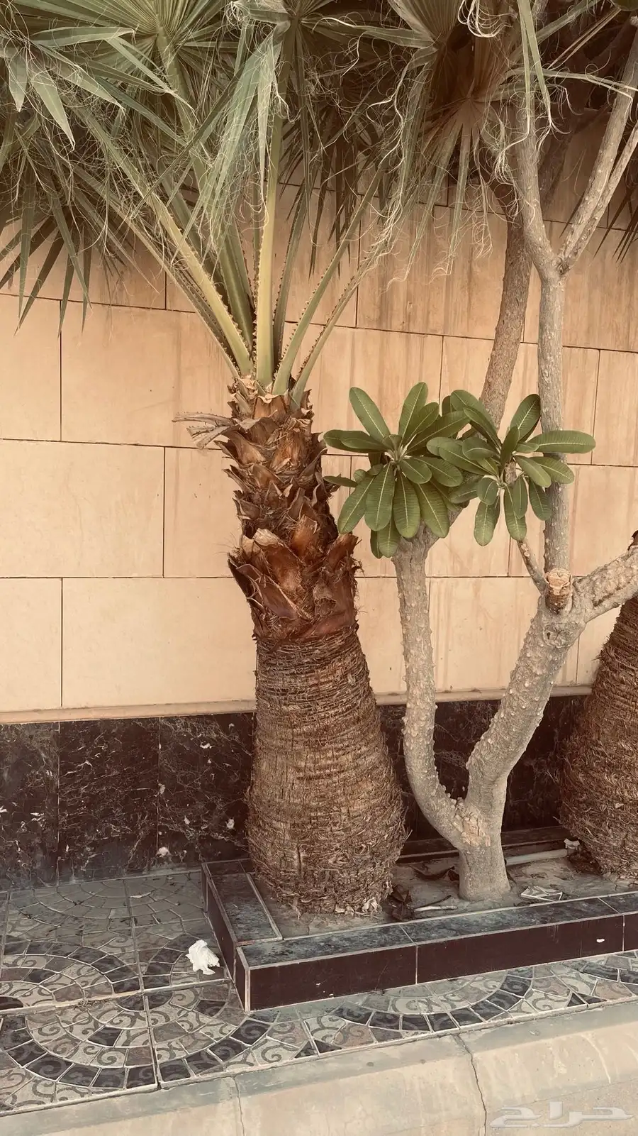 نخل امريكي للبيع عمر 8 سنوات جذع كبير 1