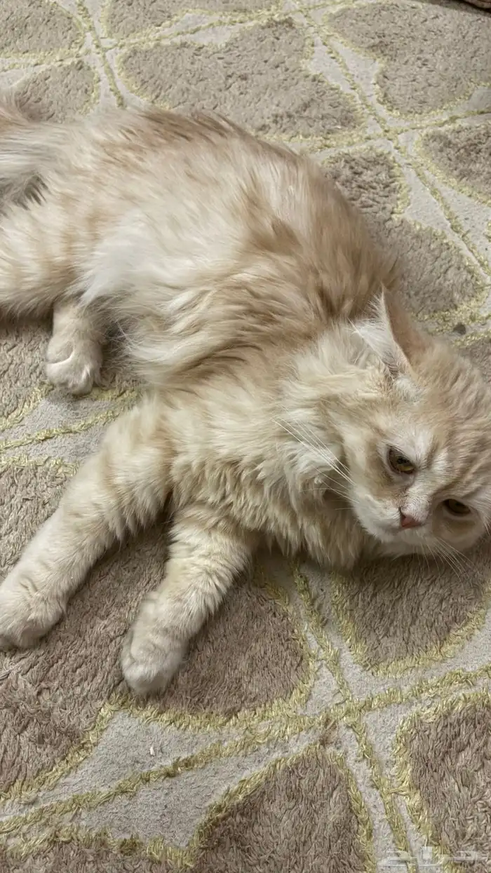 قطط 1