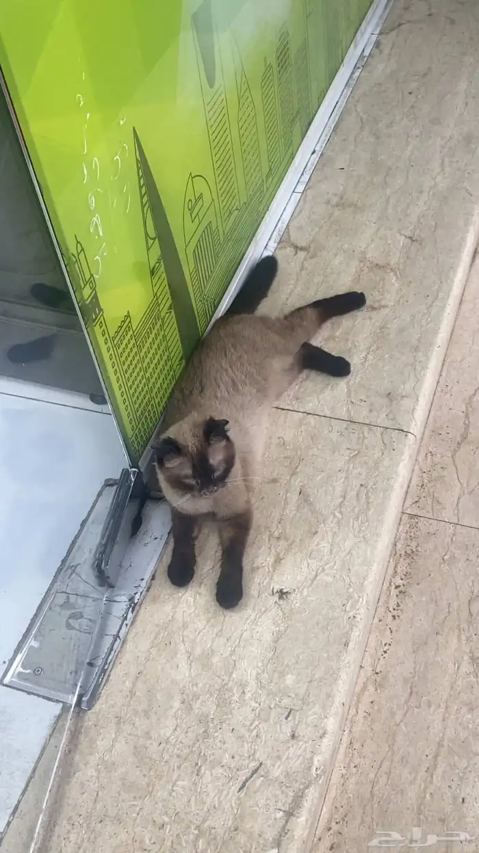 قط للتبني 0